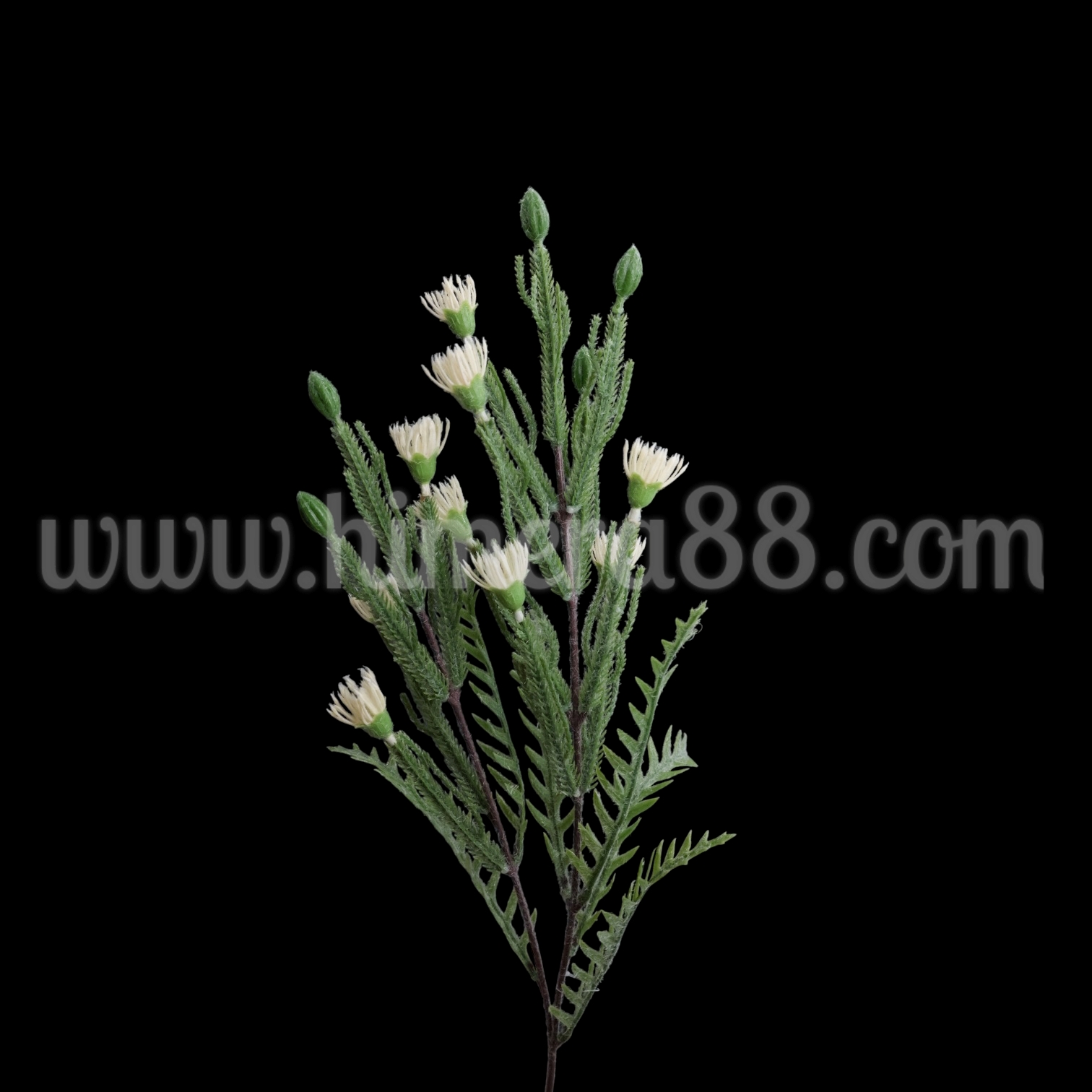 Зелена клонка с цъфтеж Petrophile imbricata White - изглед 2