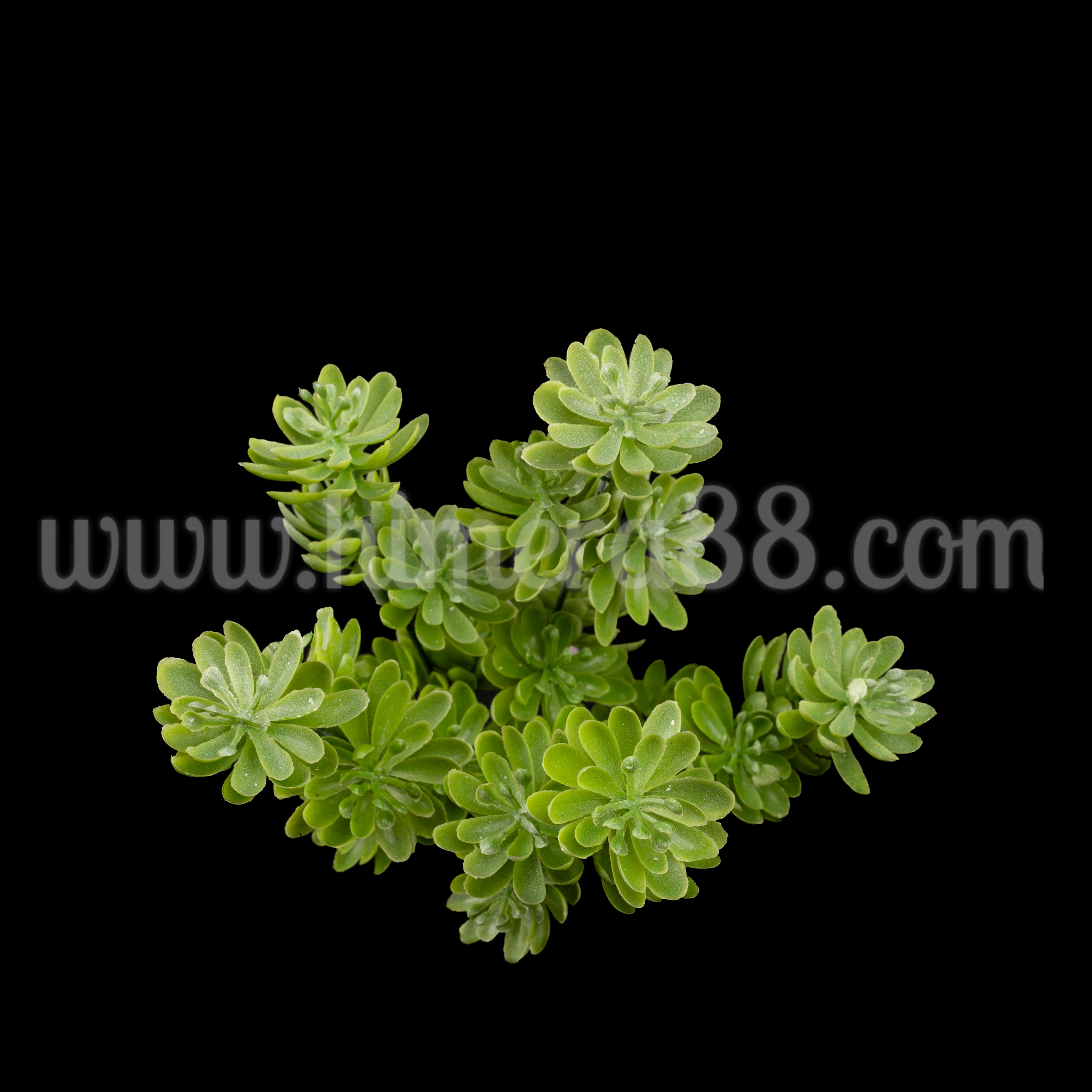 Букет сукулент Light Green - изглед 2