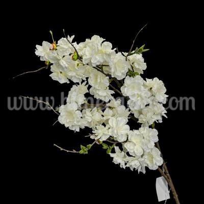 Клон Японска Вишна Канзан White