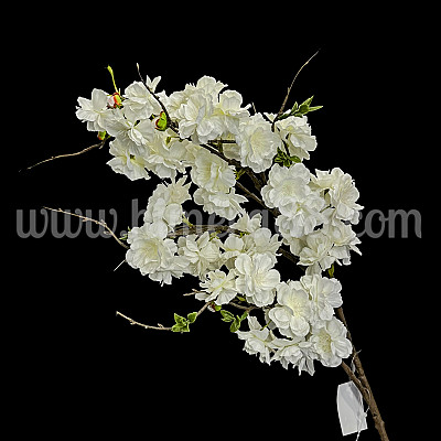 Клон Японска Вишна Канзан White