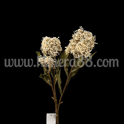 Клон цъфтеж Skimmia Rubell - Cream Moka