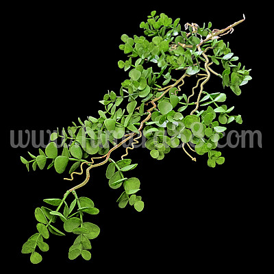 Висяща зеленина Veronica repens