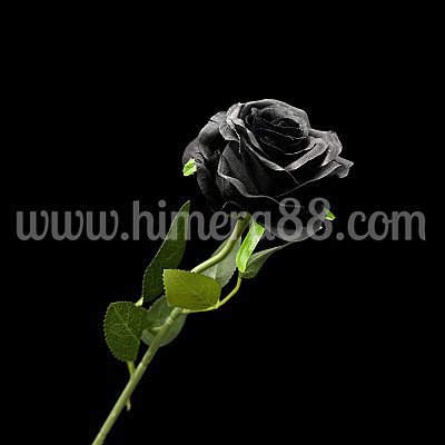 Роза стрък 52см Black