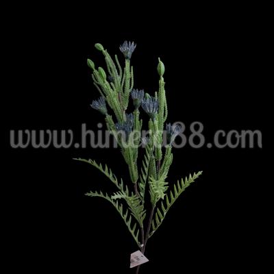 Зелена клонка с цъфтеж Petrophile imbricata Blue