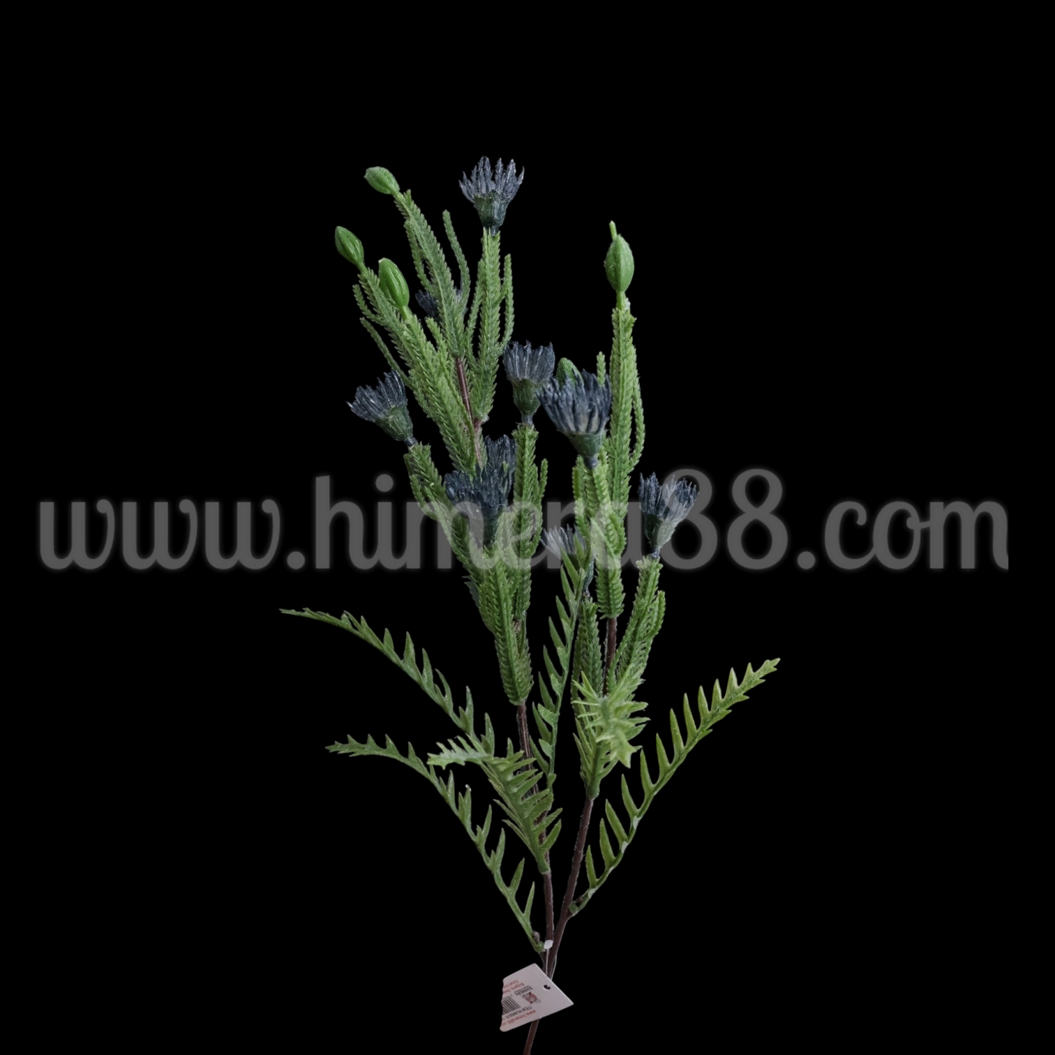 Зелена клонка с цъфтеж Petrophile imbricata Blue - изглед 1