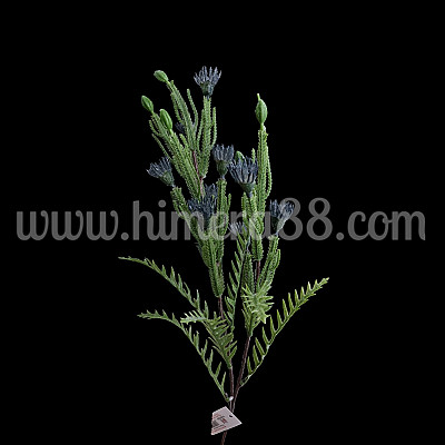 Зелена клонка с цъфтеж Petrophile imbricata Blue