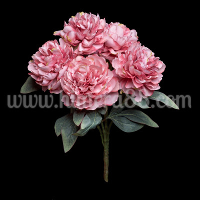 Градински божур 13СМ/5БР DARK ASH ROSE