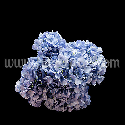 Хортензия SERRATA BLUE