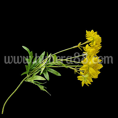 Стрък кукуряк 4БР YELLOW